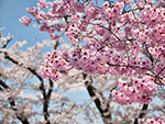 大山桜