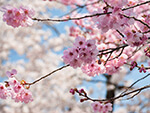 大山桜