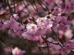 大山桜