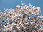 桜（観光駐車場）