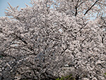 桜（観光駐車場）
