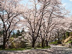 桜（市坂峠）