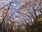 桜（市坂峠）