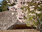 桜（常楽寺）