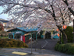 桜（別所温泉駅）