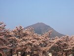 桜（観光駐車場）