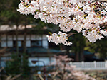 桜（堂下駐車場）