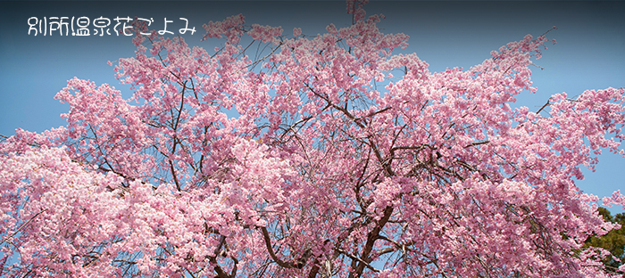 しだれ桜