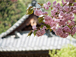 八重桜