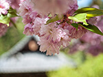 八重桜