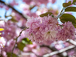 八重桜