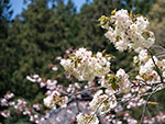 八重桜