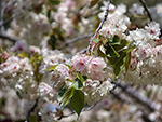 八重桜