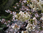 八重桜