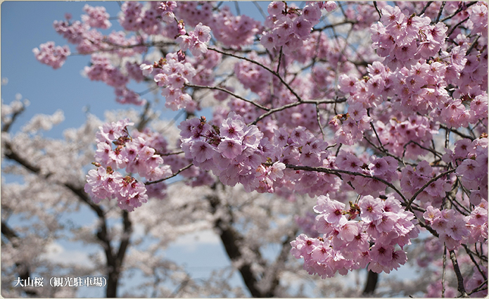 大山桜