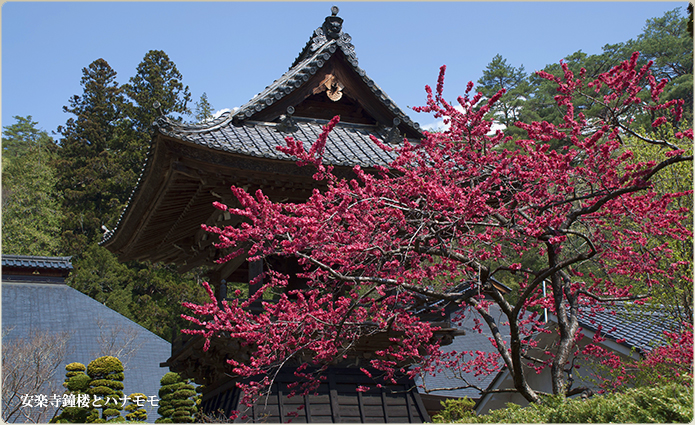 花桃