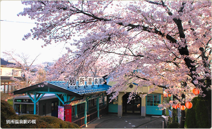 桜（別所温泉駅）